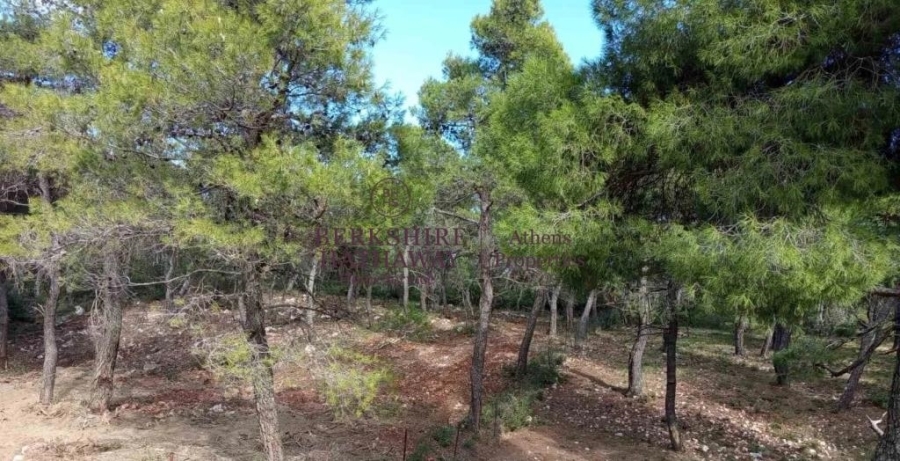(Προς Πώληση) Αξιοποιήσιμη Γη Οικόπεδο || Ανατολική Αττική/Αφίδνες (Κιούρκα) - 2.020 τ.μ, 90.000€ 