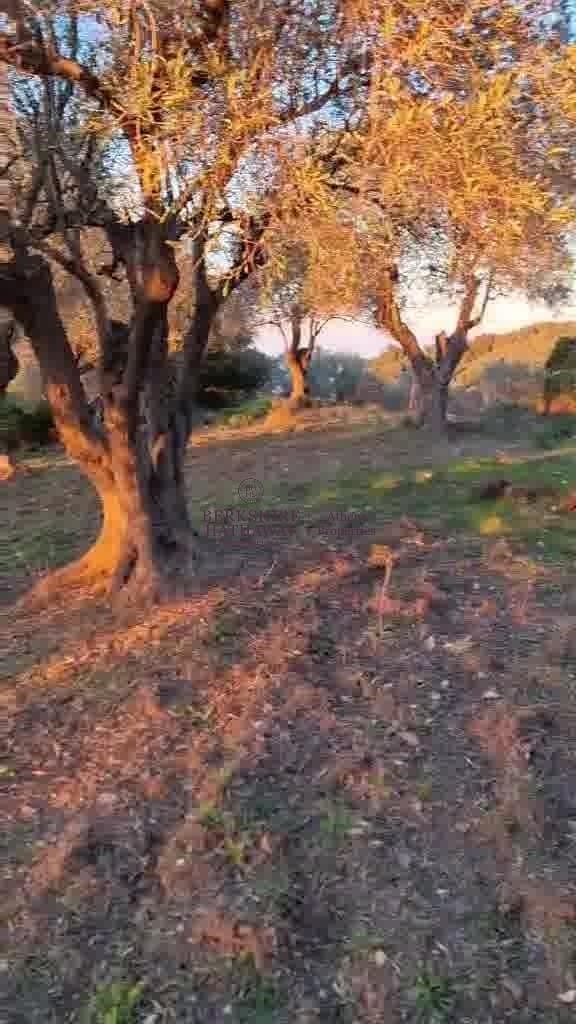 (For Sale) Land Agricultural Land  || Magnisia/Sporades-Skiathos - 7.906 Sq.m, 550.000€ 