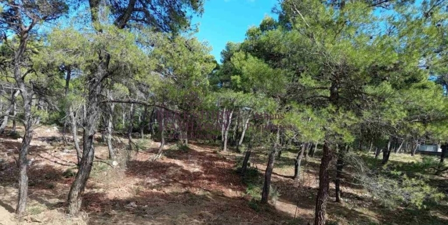 (For Sale) Land Plot || East Attica/Afidnes (Kiourka) - 2.100 Sq.m, 140.000€ 